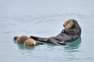 Images Dated 31st March 2010: Alaskan / Northern Sea Otter - mother and pup - Alaska _D3B3354