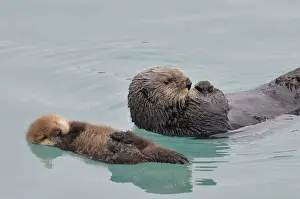 Pacific Prints: Alaskan / Northern Sea Otter - mother