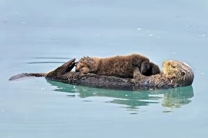Images Dated 1st April 2010: Alaskan / Northern Sea Otter - mother and pup on water - Alaska _D3B3698