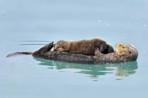 Alaskan / Northern Sea Otter - mother and pup on water - Alaska _D3B3698