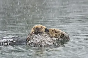 Alaskan / Northern Sea Otter - mother and pup on water in snowstorm - Alaska _D3B6755