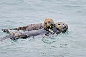 Alaskan / Northern Sea Otter - mother sharing food with pup - Alaska _D3B1604