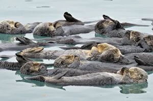 Alaskan Collection: Alaskan / Northern Sea Otter - raft - Sea Otters often gather in a protected area