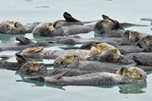 Pacific Prints: Alaskan / Northern Sea Otter - raft - Sea Otters often gather in a protected area (from current tide wind & waves)