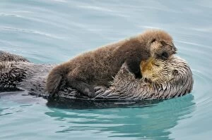 Images Dated 31st March 2010: Alaskan / Northern Sea Otter - resting on water - Alaska _D3B3089