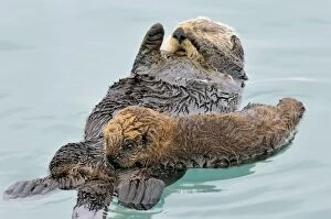 Images Dated 31st March 2010: Alaskan / Northern Sea Otter - resting on water - Alaska _D3B2907