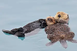 Pacific Prints: Alaskan / Northern Sea Otter - resting on water - Alaska _D3B3036