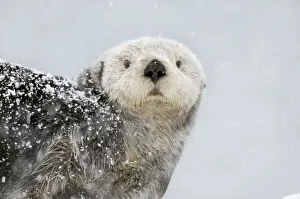 Marine Prints: Alaskan / Northern Sea Otter - in snowstorm - Alaska _D3B6016