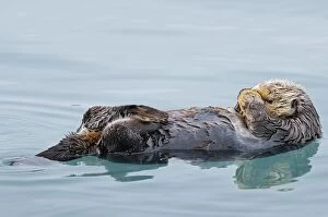 Images Dated 1st April 2010: Alaskan / Northern Sea Otter - on water - Alaska _D3B3784
