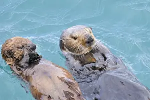 Alaskan / Northern Sea Otter - on water - Alaska _D3B4854