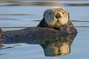 Marine Prints: Alaskan / Northern Sea Otter - on water - Alaska _D3B7332