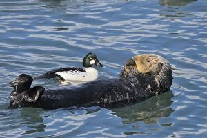 Images Dated 7th April 2010: Alaskan / Northern Sea Otter - on back in water with Common Goldeneye drake (Bucephala clangula)