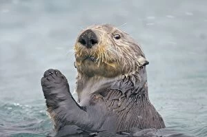 Alaskan Collection: Alaskan / Northern Sea Otter - in water with raised paw - Alaska _D3B6237