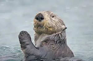 Pacific Prints: Alaskan / Northern Sea Otter - in water with raised paw - Alaska _D3B6237