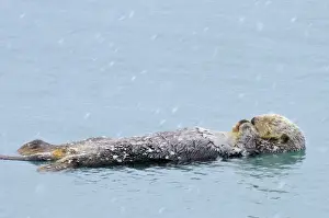 Pacific Prints: Alaskan / Northern Sea Otter - on water sleeping/resting during snow flurry - Alaska _D3B5912