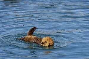 Images Dated 7th April 2010: Alaskan / Northern Sea Otter - young pup learning to swim - Alaska _D3B7797