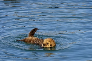 Alaskan Collection: Alaskan / Northern Sea Otter - young pup learning to swim - Alaska _D3B7797