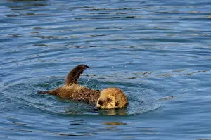 Agency Prints: Alaskan / Northern Sea Otter - young pup learning to swim - Alaska _D3B7797