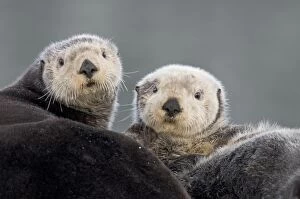 Alaskan Collection: Alaskan / Northern Sea Otters - Alaska _D3B3416