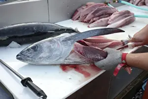Cooking Prints: Albacore Tuna / Rose of the sea - being filleted - Oregon - USA
