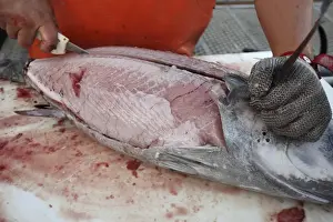 Albacore Tuna / Rose of the sea - being filleted - Oregon - USA
