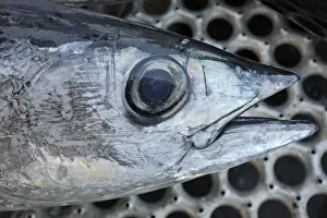 Albacore Tuna / Rose of the sea - head - Oregon - USA