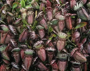 Pitcher Plants Prints: Albany Pitcher Plant Walpole-Nornalup National Park, Australia
