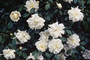 Images Dated 12th April 2007: Alberic Barbier Rambler Rose