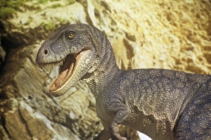 Images Dated 4th August 2008: Albertosaurus in valley. Late Cretaceous
