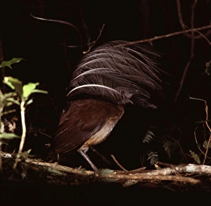 Images Dated 1st November 2005: Albert's Lyrebird - Male in courtship display. The male selects the favourite of a number of