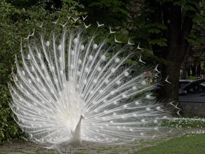 Russell Gallery: Albino peacock with open fan at Belgrade
