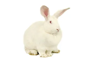 Images Dated 9th November 2004: Albino Rabbit
