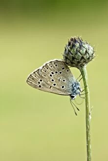 Blues Collection: Alcon blue Underside, resting on plant Aggtelek National Park Hungary