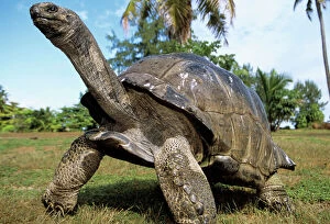 Legs Collection: Aldabra Giant Tortoise