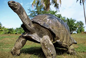 <b class=qtipBold><figcaption>Aldabra Giant TORTOISE</figcaption></b><br>WAT-7527 Aldabra Giant TORTOISE Dipsochelys elephantine Latin can also be Geochelone gigantea M. Watson Please note that prints are for personal display purposes only and may not be reproduced in any way.<br><em>© M.Watson/ardea.com</em> Aldabra Giant TORTOISE