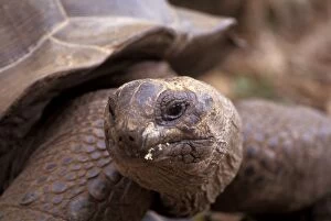 Images Dated 3rd December 2010: Aldabra Giant Tortoise Changuu Island, Zanzibar, Tanzania