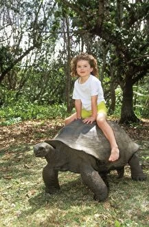 Aldabra Giant TORTOISE - child riding