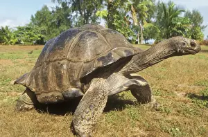 Tortoises Prints: Aldabra Giant Tortoise WAT 7534 Dipsochelys elephantin © M. Watson / ardea. com