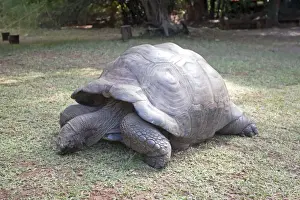 Mombasa Prints: Aldabra Tortoise - Haller Park Mombasa Kenya