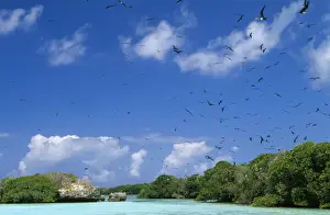 Frigatebird Prints: Aldabra WAT 5877 Great Frigatebird