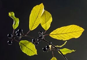 Buckthorn Gallery: Alder Buckthorn - in autumn - leaves and berries