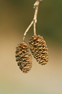 Images Dated 16th August 2006: Alder Cones - April