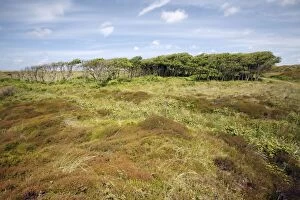 Images Dated 19th June 2009: Alder - copse amongst heathland, De Bollekamer sand dune NP, Island of Texel, Holland