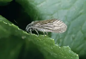 Alder Fly