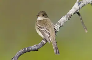 Flycatchers Prints: Alder Flycatcher. On territory in Spring. CT in May. USA