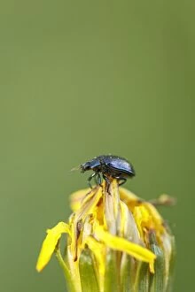 Alder Gallery: Alder Leaf Beetle perched on flower Galicia Spain