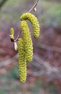Images Dated 21st June 2005: Alder - male catkins