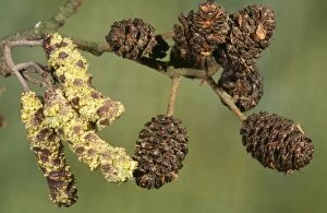 Images Dated 16th August 2006: Alder - male catkins & female cones
