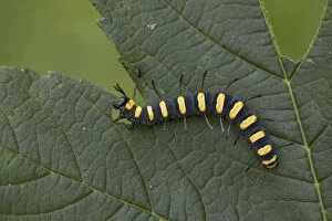Caterpillar Gallery: Alder Moth Larva - Eating a Leaf - Cornwall - UK