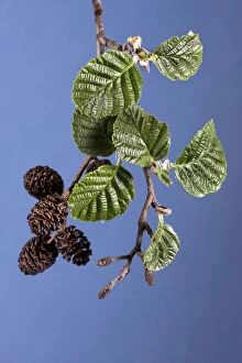 Images Dated 14th April 2011: Alder Tree - catkins with leaves